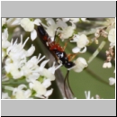 Diplazon laetatorius - Schlupfwespe w01b 8mm - OS-Hellern Wiese det06.jpg